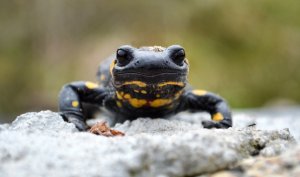 Black salamandar with yellow spots looking at camera